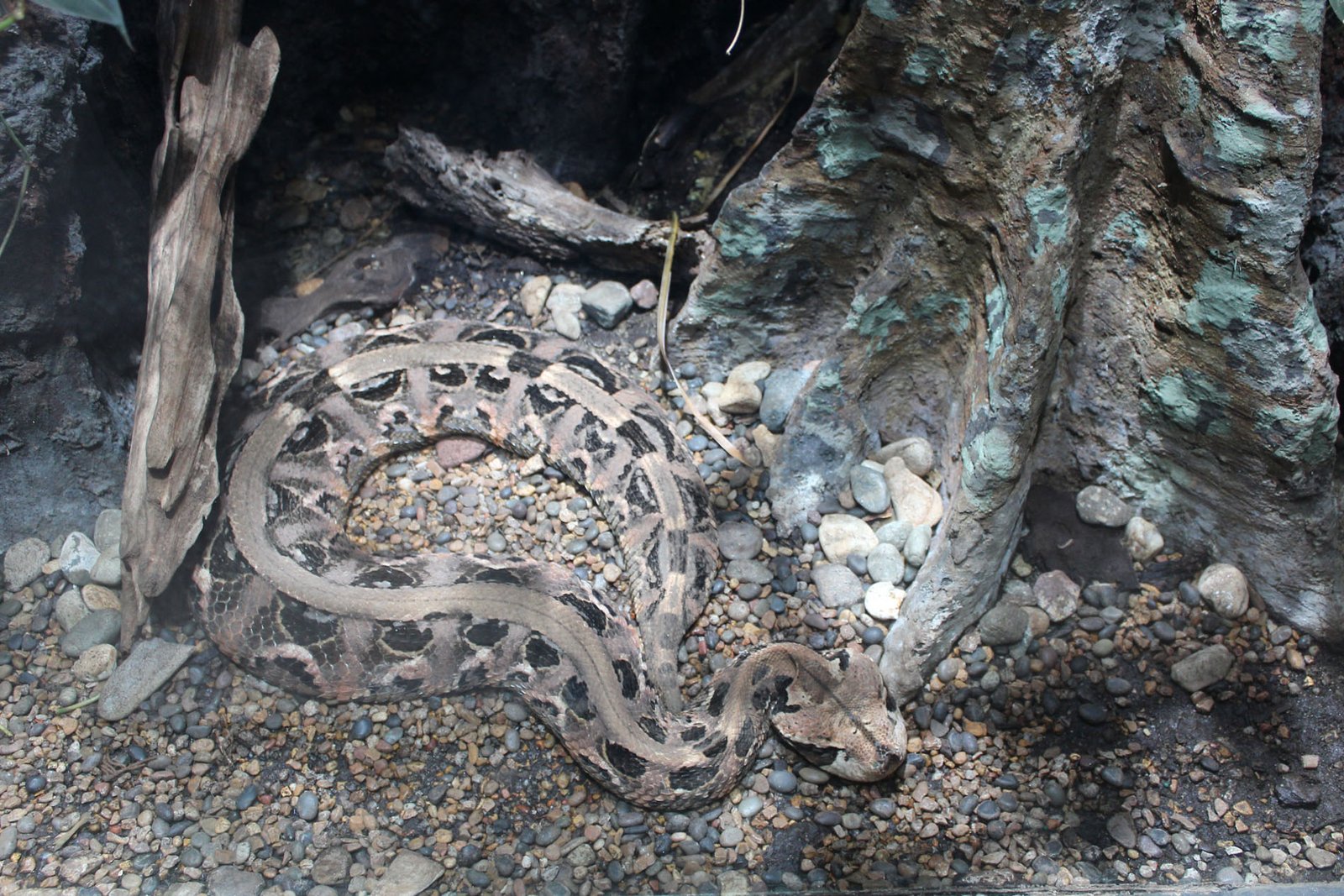 San Diego Zoo Part II 159